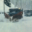 ...Krkono�sk� hrablo 6x6...zdroj �asopis Kv�ty 11/1985